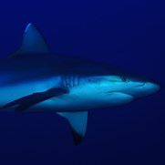 Marine Life